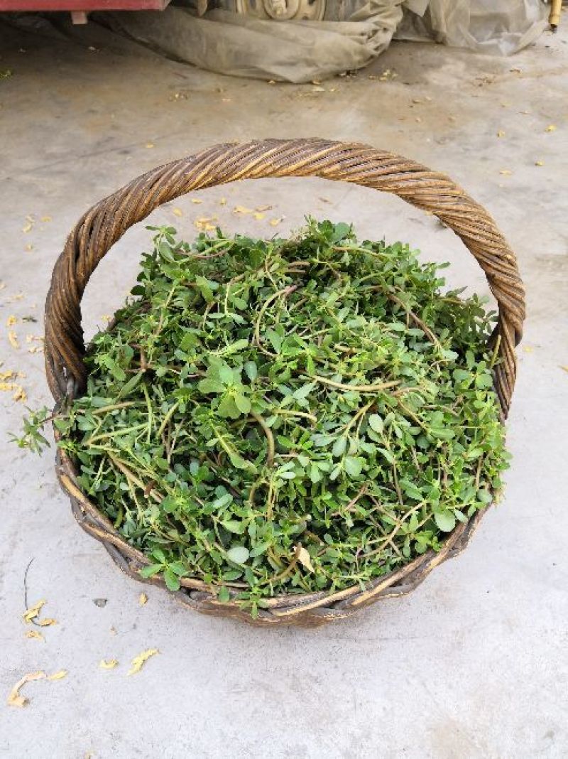 干马齿菜长寿菜干马齿笕脱水马齿菜