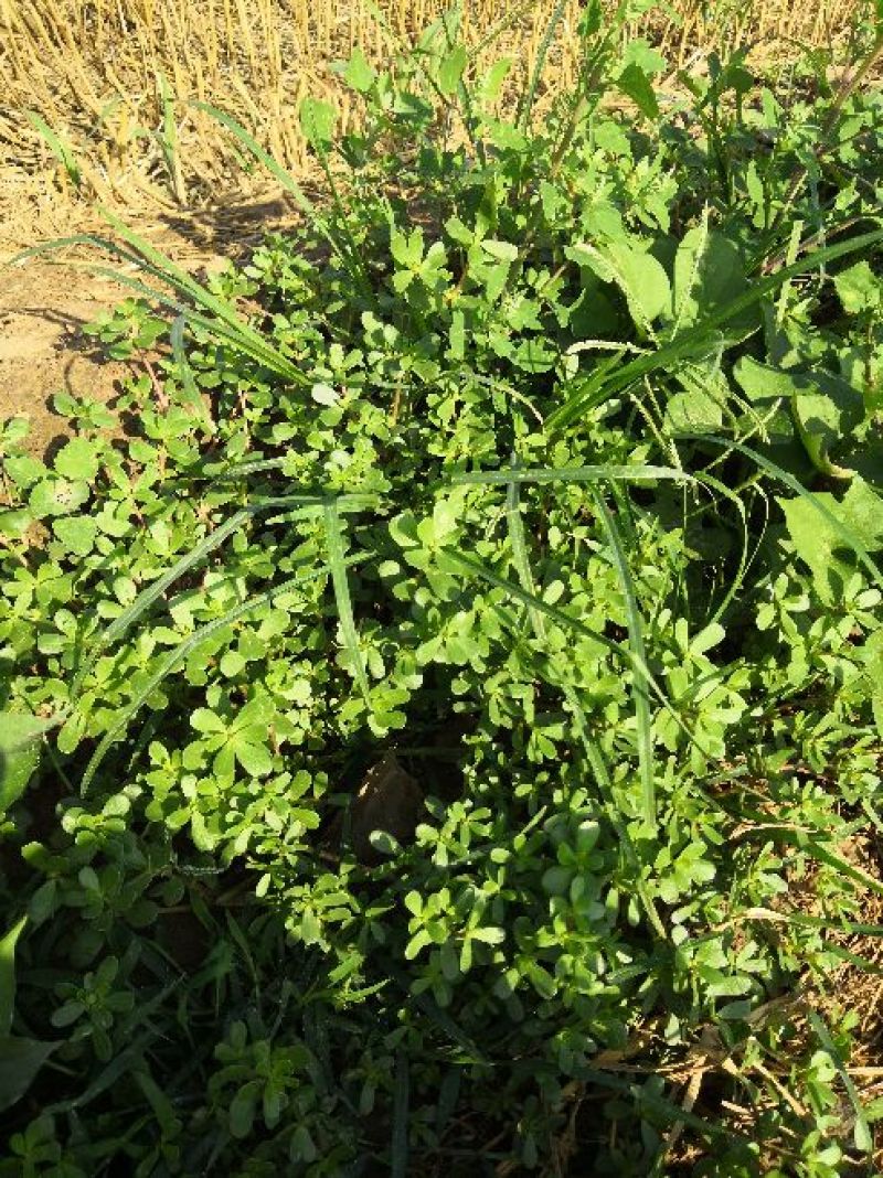 干马齿菜长寿菜干马齿笕脱水马齿菜