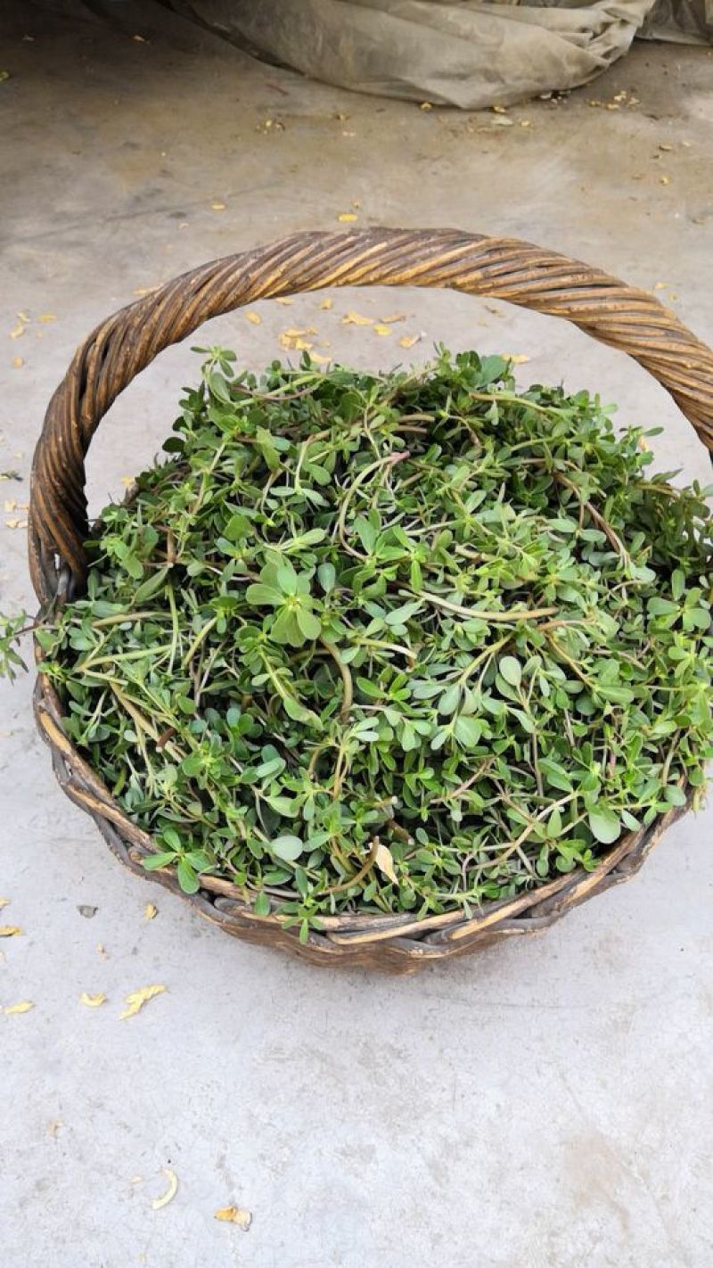 干马齿菜长寿菜干马齿笕脱水马齿菜
