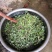 干马齿菜长寿菜干马齿笕脱水马齿菜