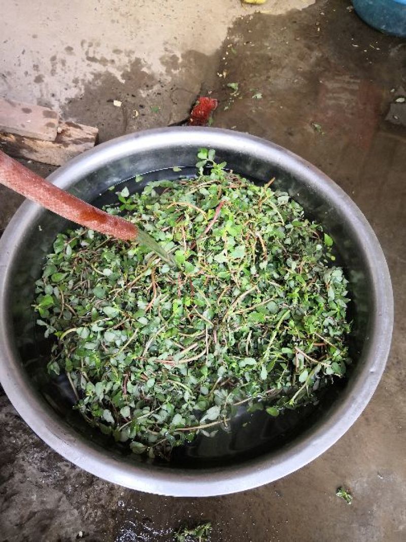 干马齿菜长寿菜干马齿笕脱水马齿菜