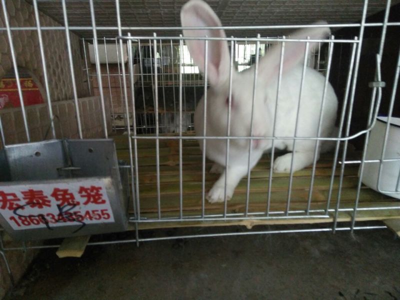 商品兔