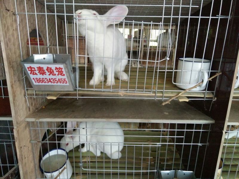 商品兔