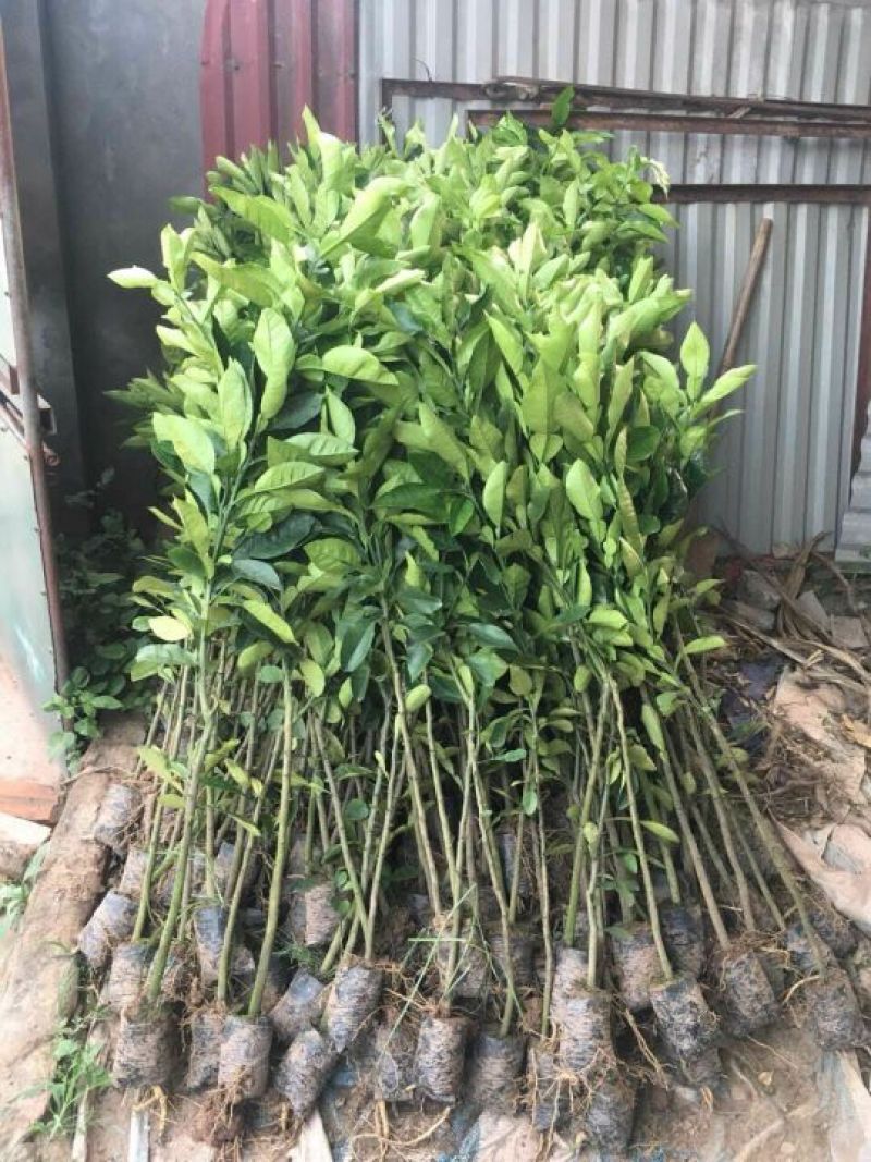越南青皮柚子苗新品种上市苗子非常靓丽