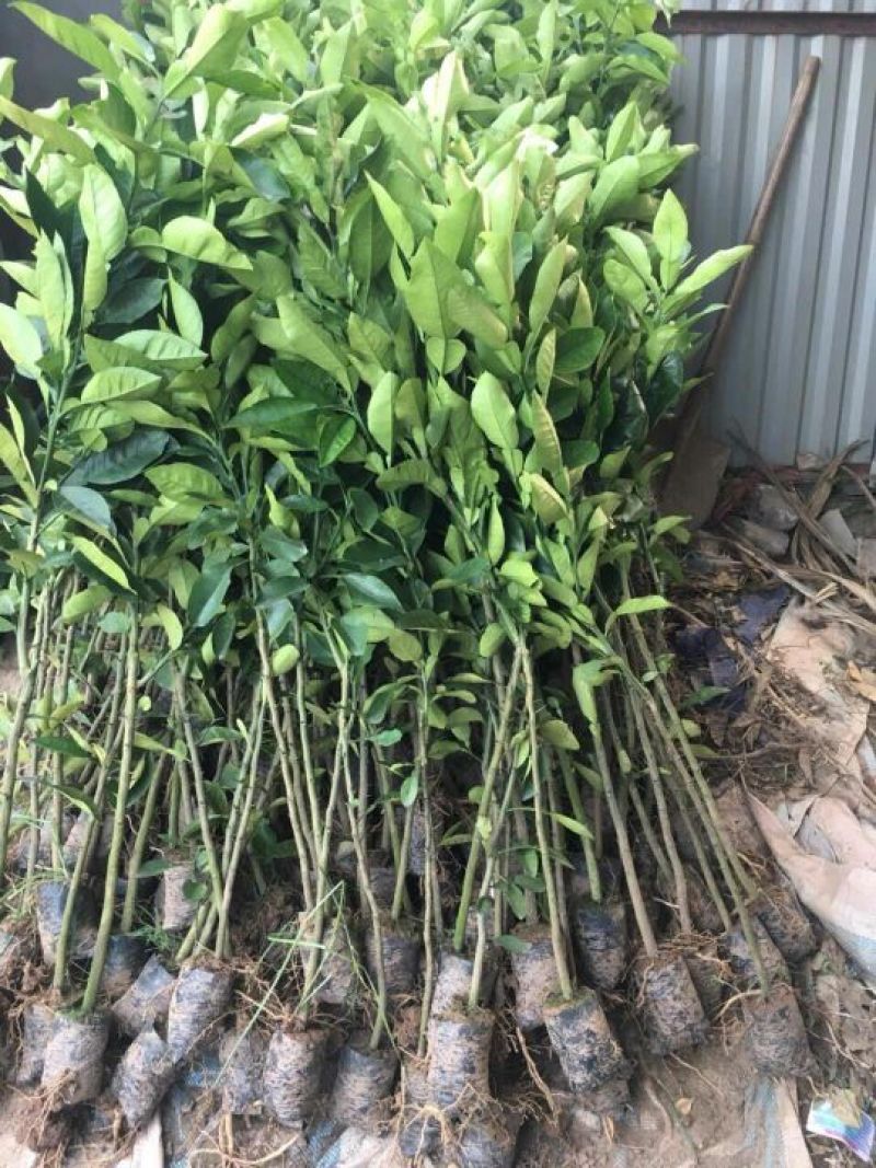 越南青皮柚子苗新品种上市苗子非常靓丽