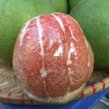 越南青皮柚子苗新品种上市苗子非常靓丽