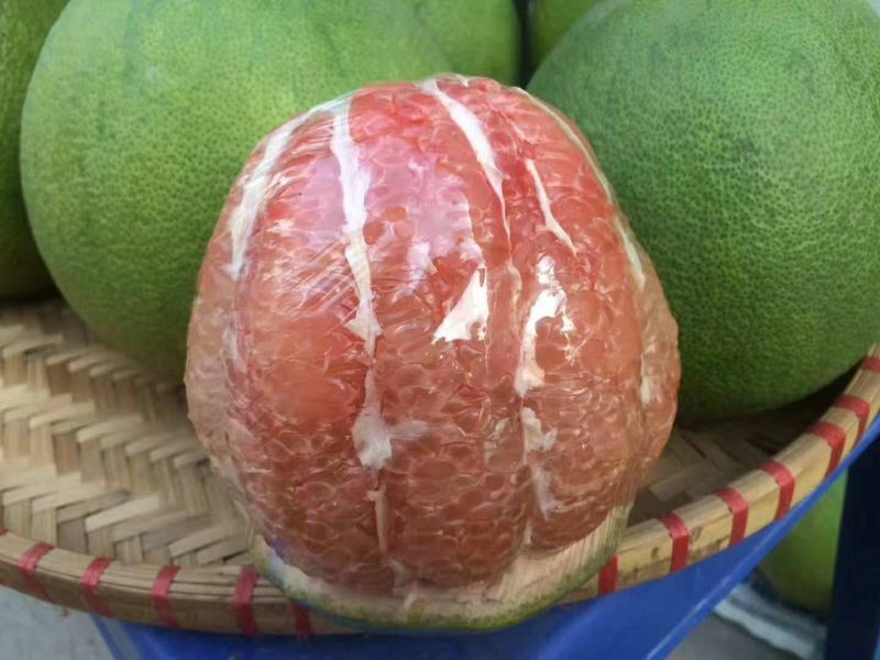 越南青皮柚子苗新品种上市苗子非常靓丽