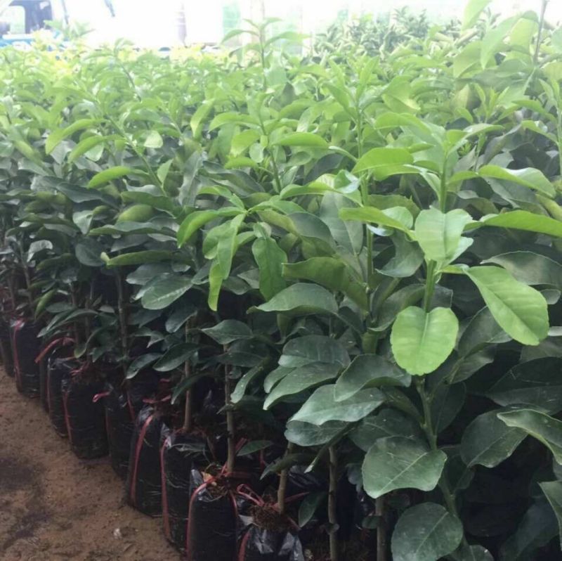 越南青皮柚子苗新品种上市苗子非常靓丽