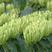 湘蕾花王（5号）产量高、见效快，种植包回收