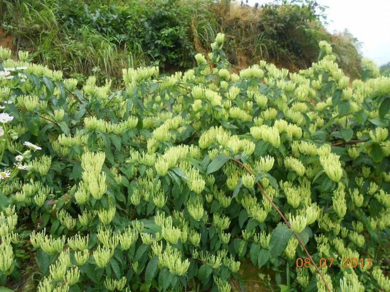 湘蕾花王（5号）产量高、见效快，种植包回收