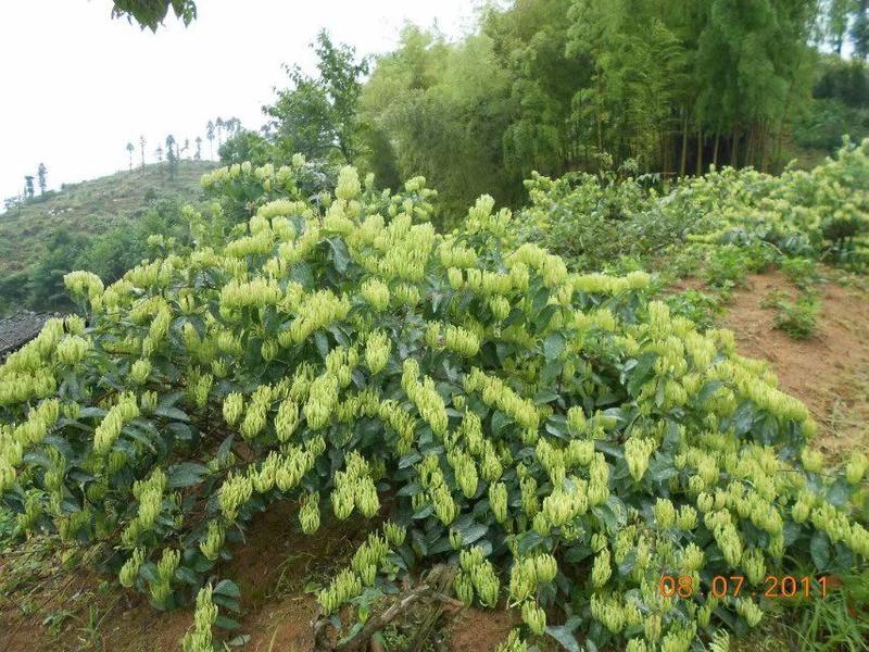 湘蕾花王（5号）产量高、见效快，种植包回收