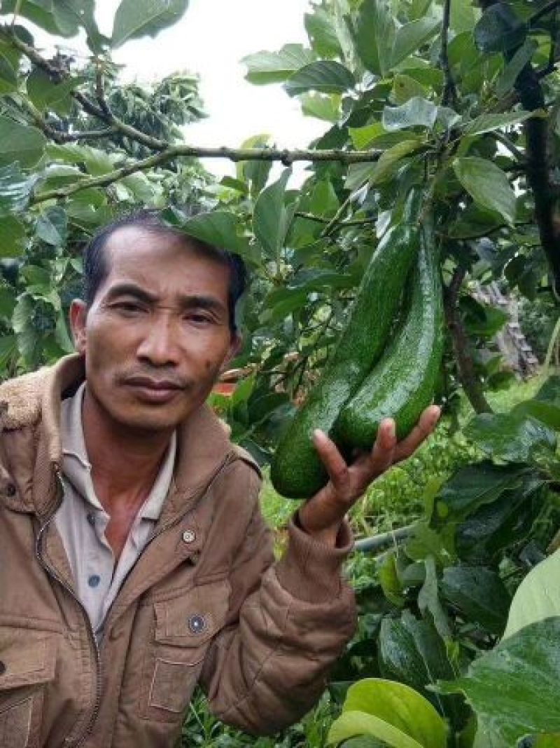 新品种青瓜牛油果苗哈斯牛油果苗