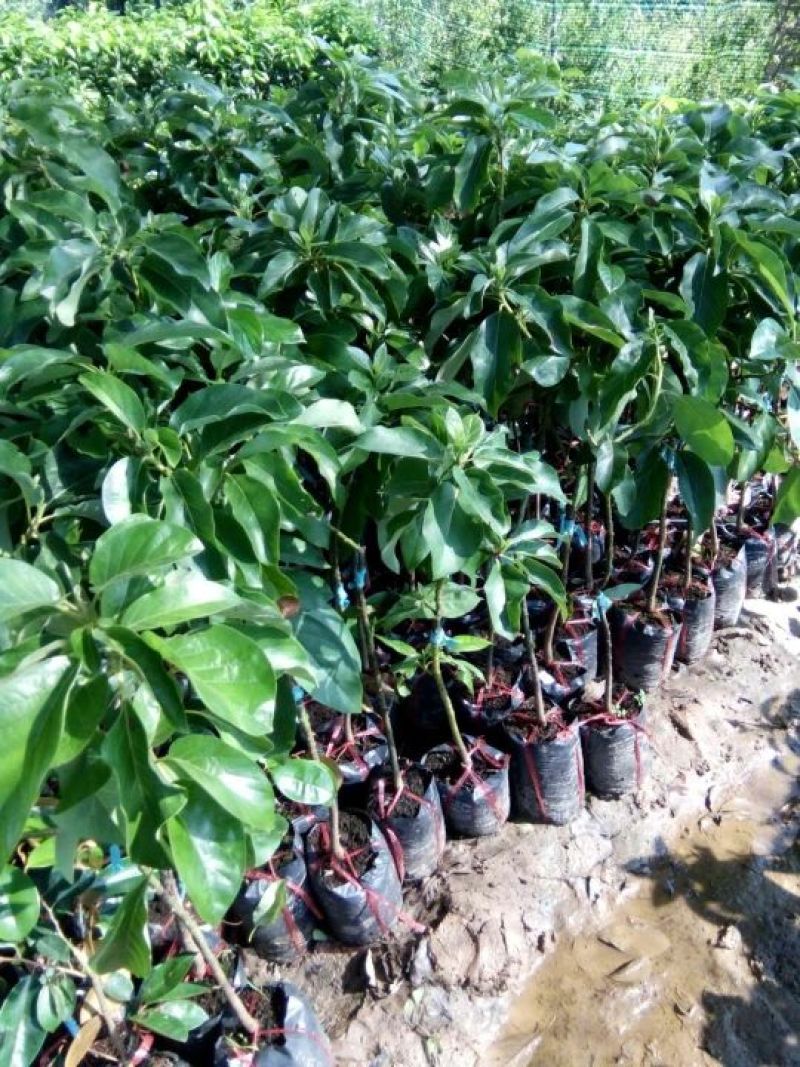 新品种青瓜牛油果苗哈斯牛油果苗