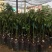 新品种青瓜牛油果苗哈斯牛油果苗