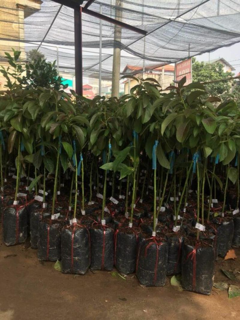 新品种青瓜牛油果苗哈斯牛油果苗