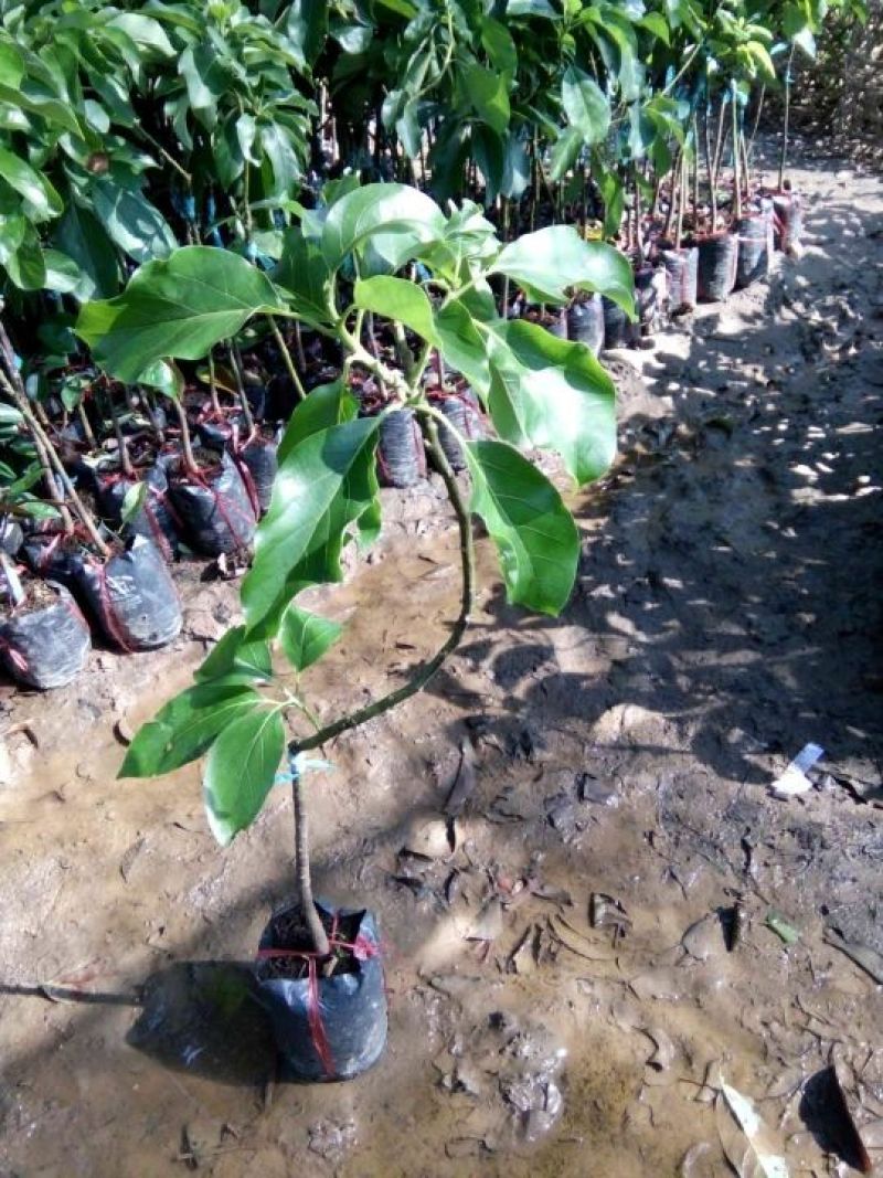 新品种青瓜牛油果苗哈斯牛油果苗