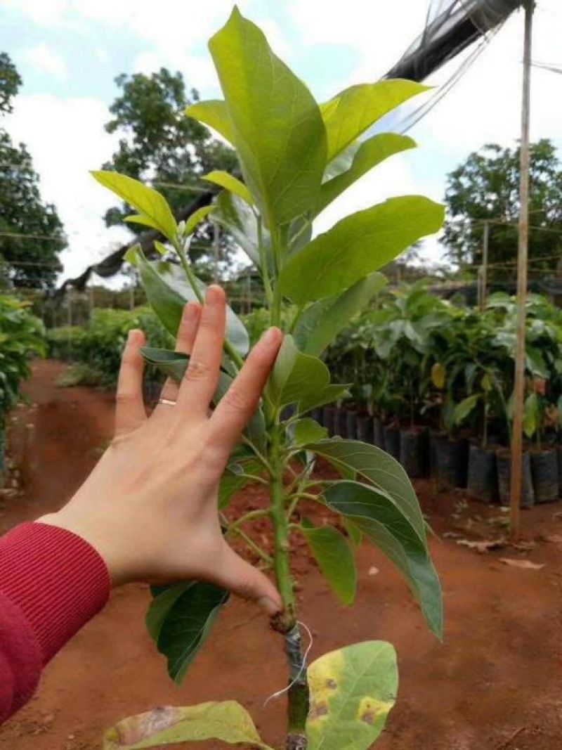 新品种青瓜牛油果苗哈斯牛油果苗