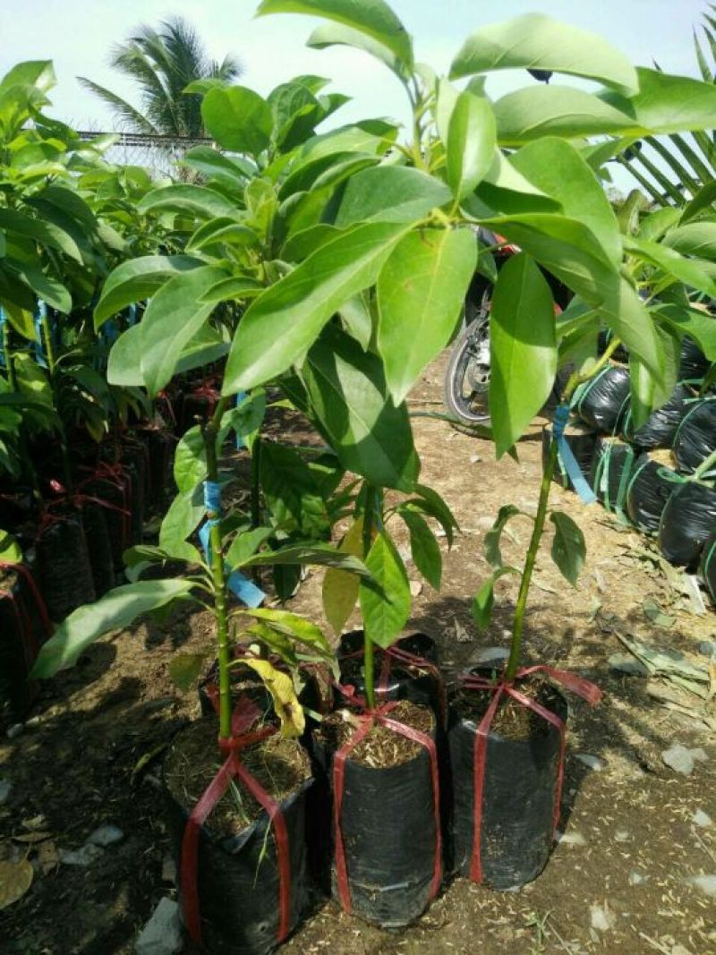 新品种青瓜牛油果苗哈斯牛油果苗