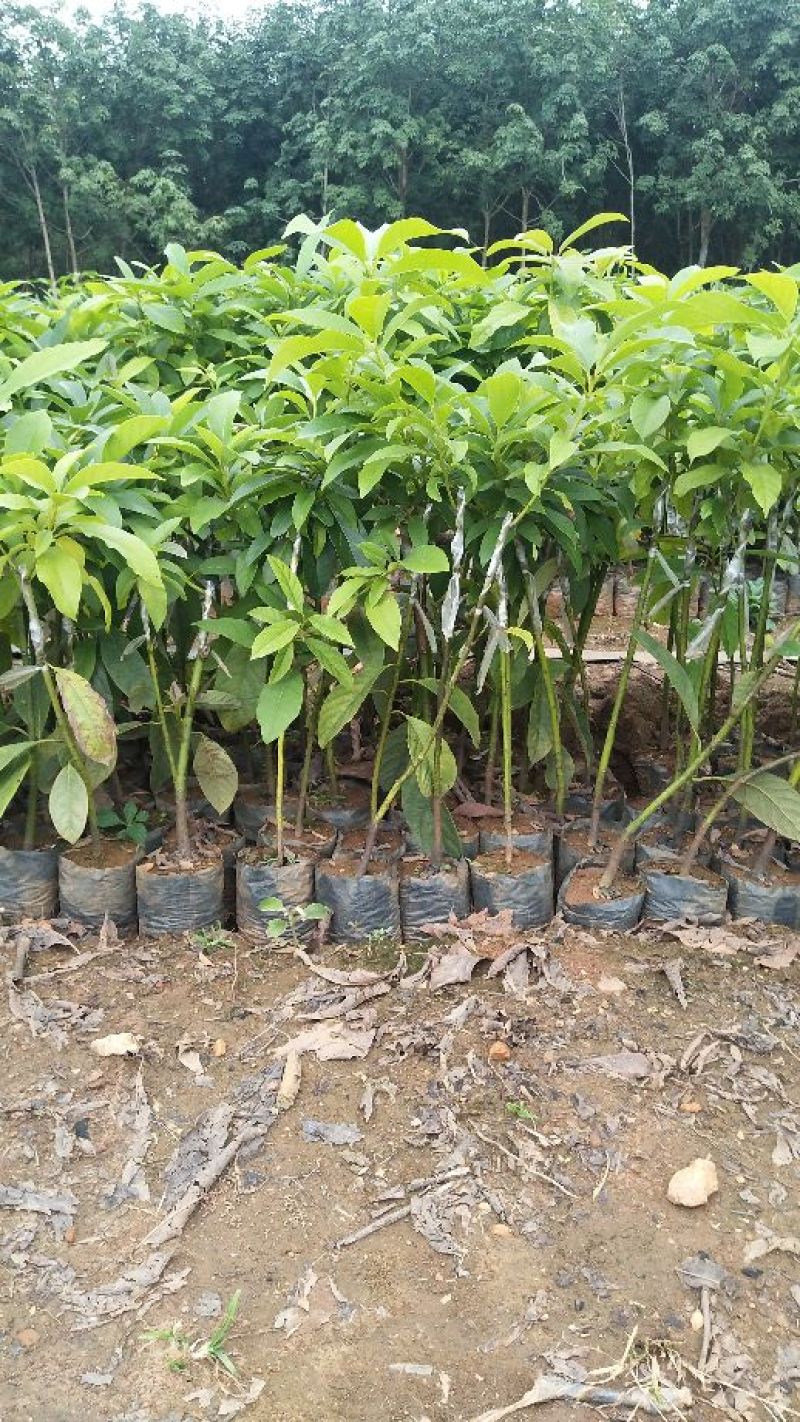 新品种青瓜牛油果苗哈斯牛油果苗