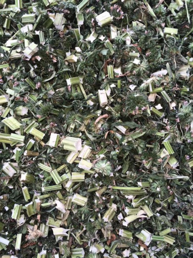 益母草片子鲜货