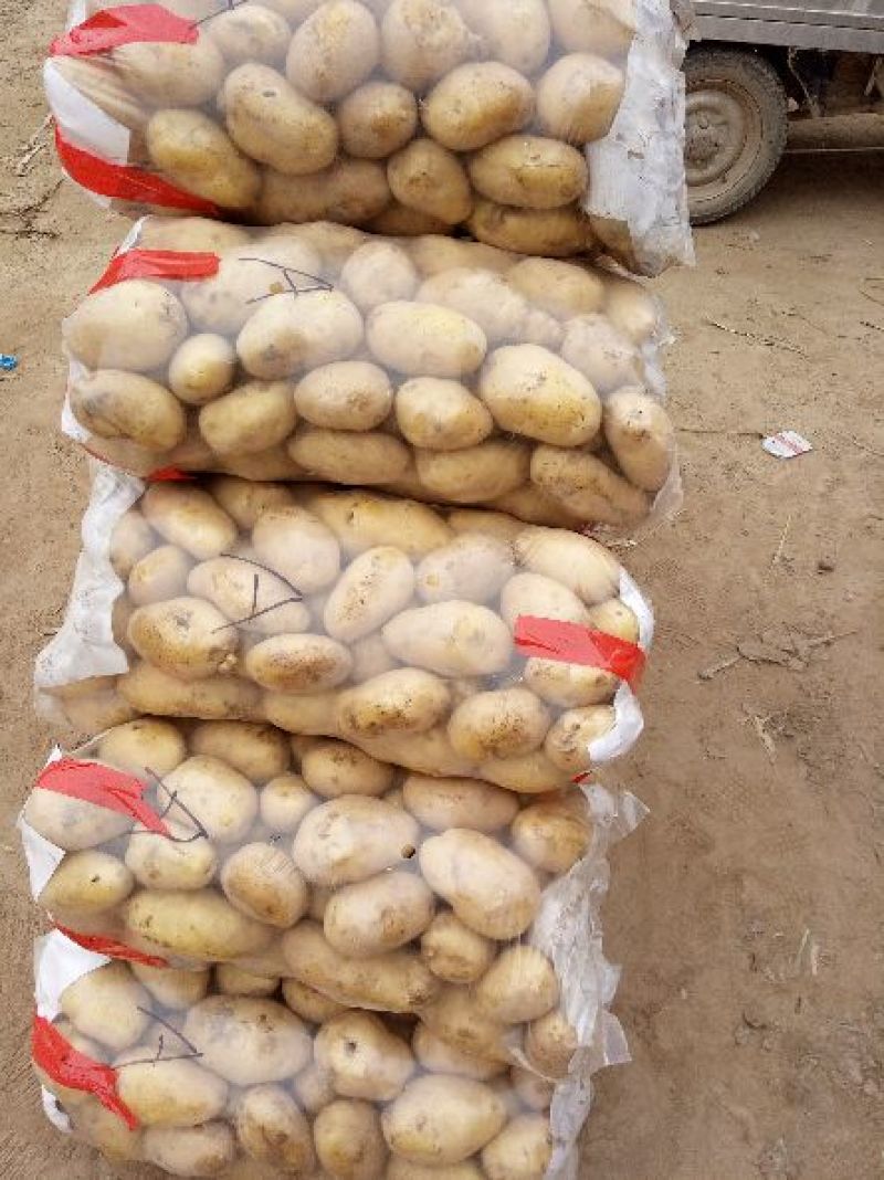 荷兰十五土豆可代收代发全国，视频看货价格低，量大