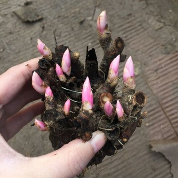 芍药
