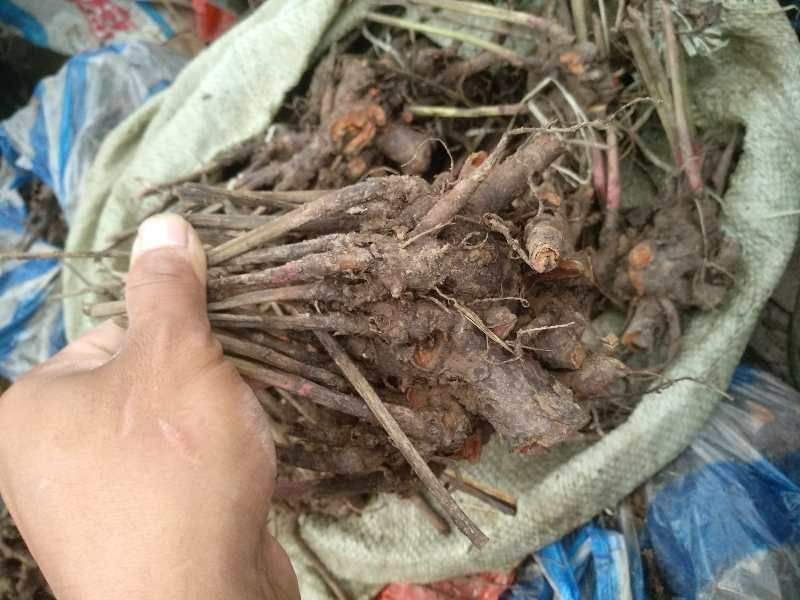 芍药
