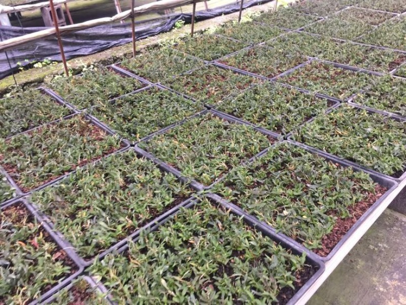 铁皮石斛苗10cm以下