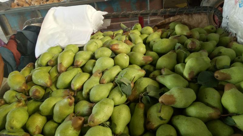 绿贵妃梨、大头梨、绿香蕉梨、油瓶梨，59香梨