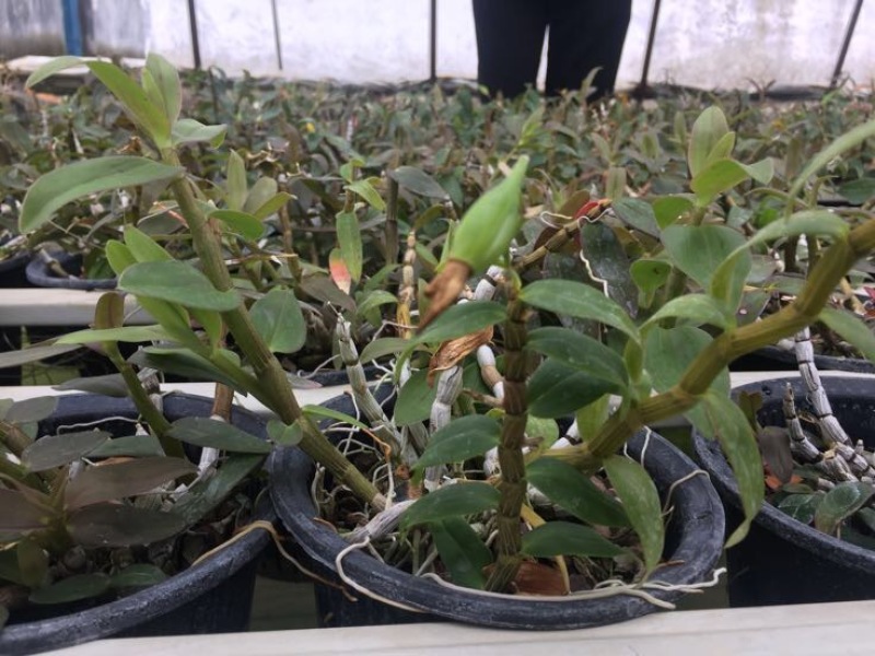 铁皮石斛苗10~20cm