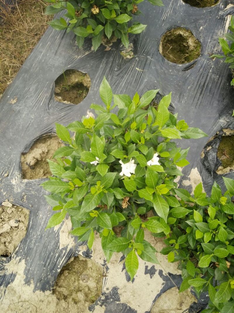 茉莉花出售