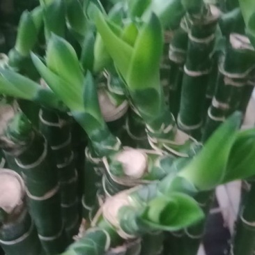 多头芽富贵竹