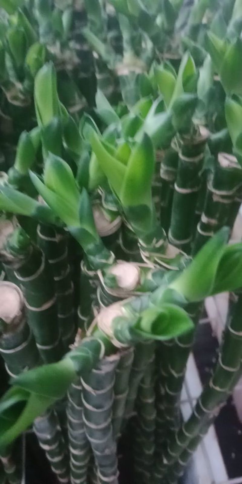 多头芽富贵竹