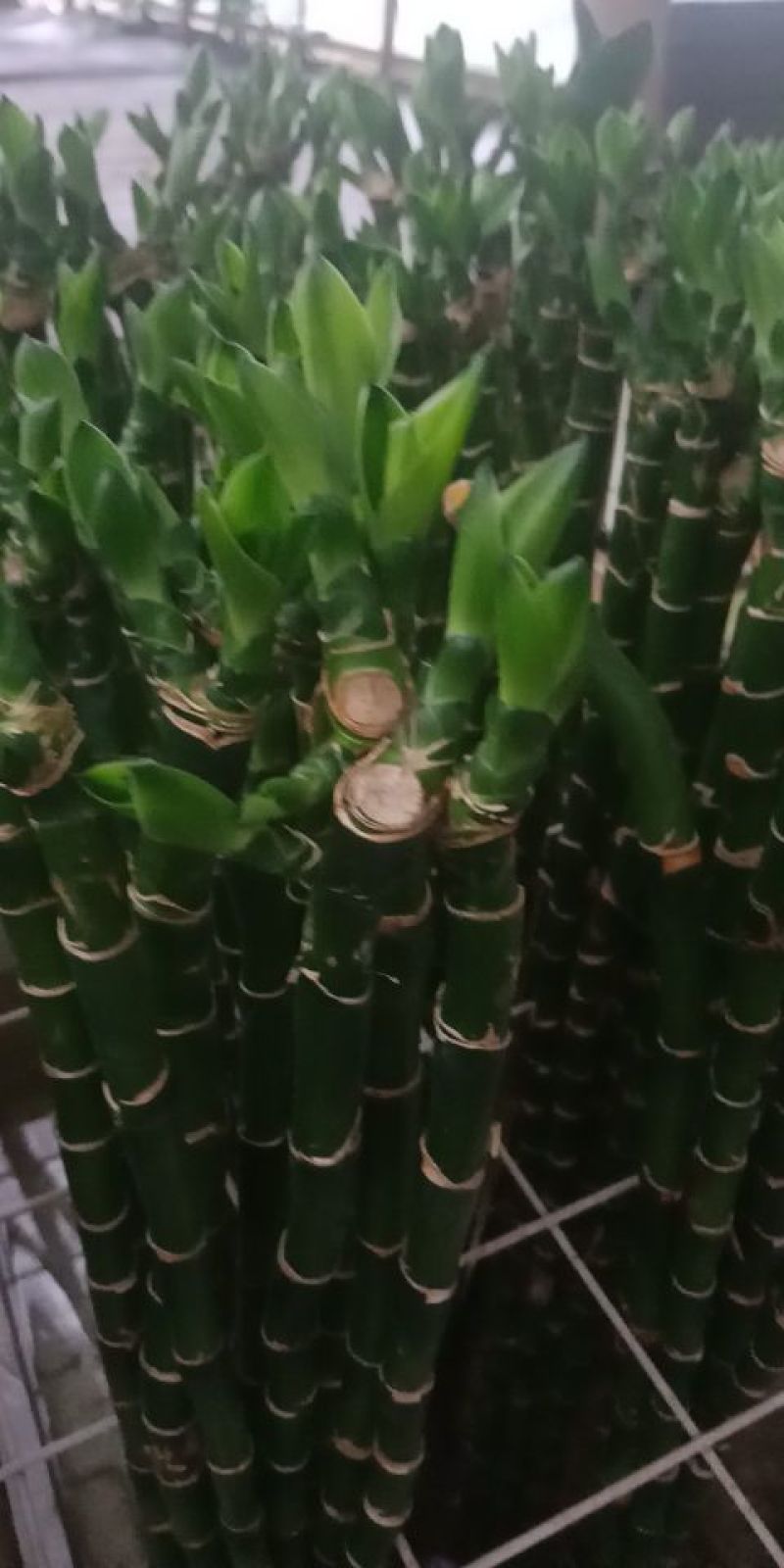 多头芽富贵竹