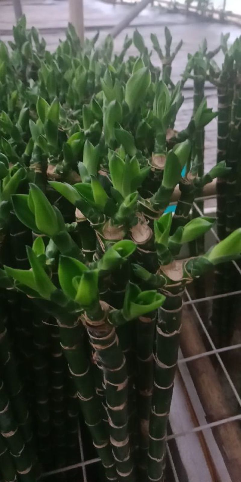 多头芽富贵竹