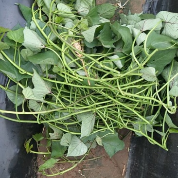 大量供应大田红薯苗25~30cm