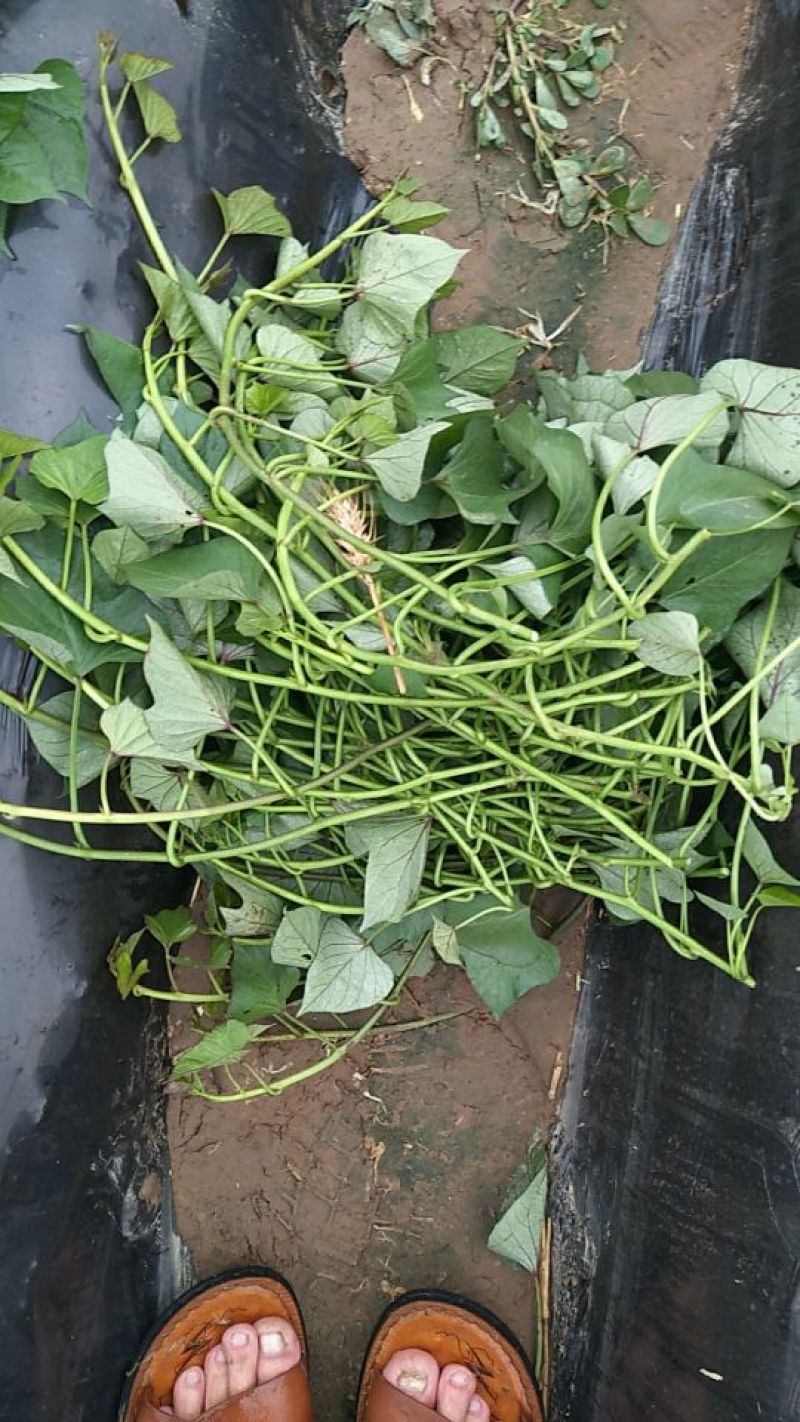 大量供应大田红薯苗25~30cm