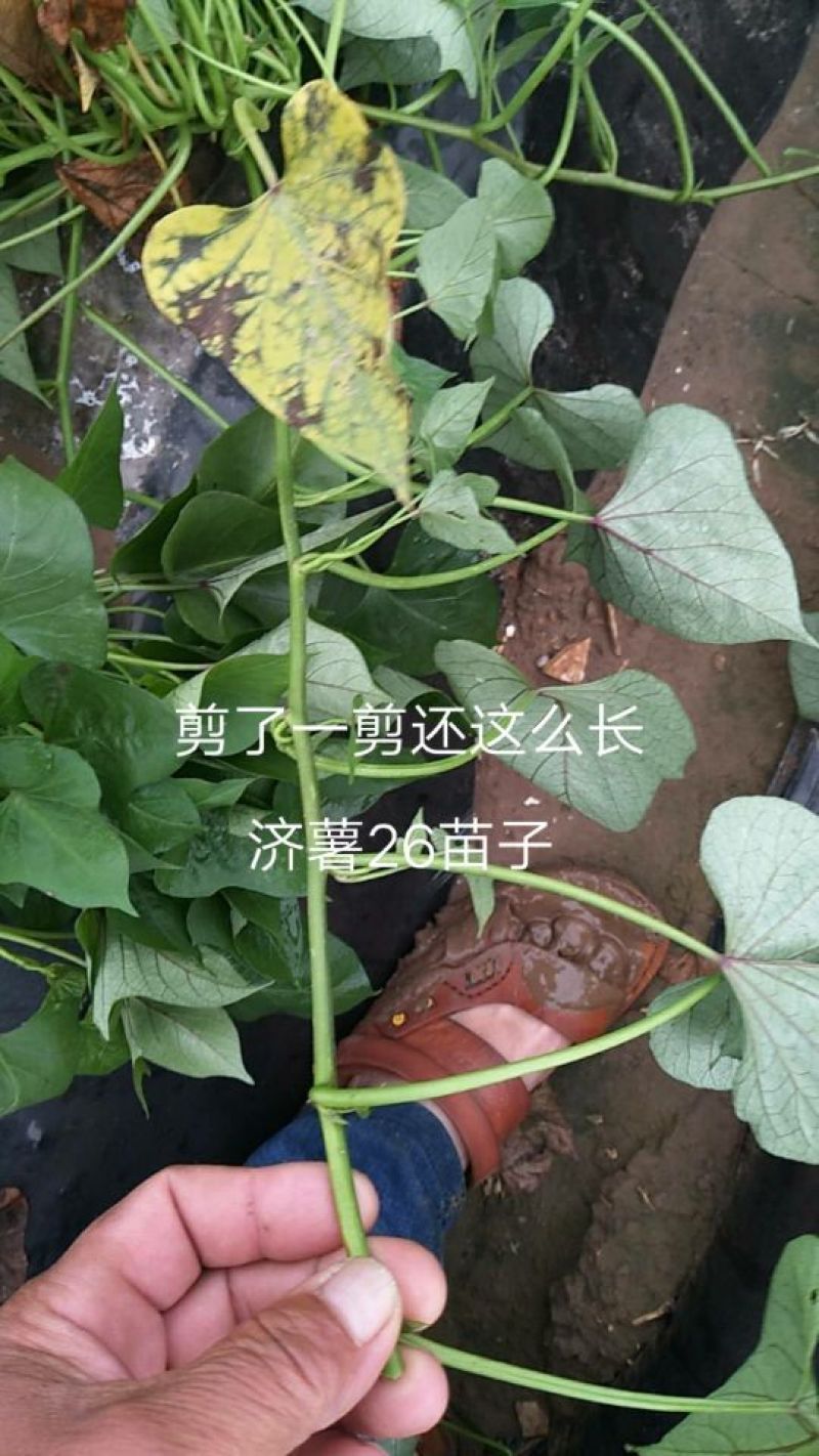 大量供应大田红薯苗25~30cm