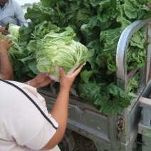 狮子头，圆头白菜，夏阳白菜，上市中