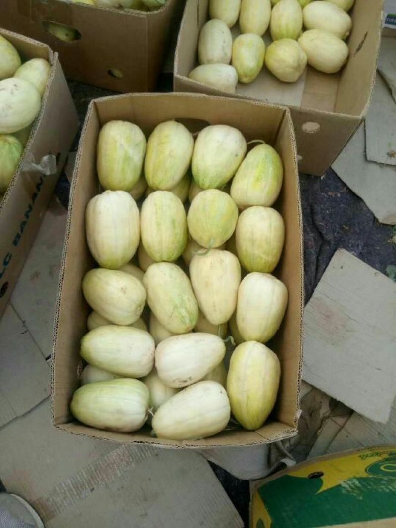 甜瓜香瓜牛奶甜瓜明地香瓜大量上市甜瓜