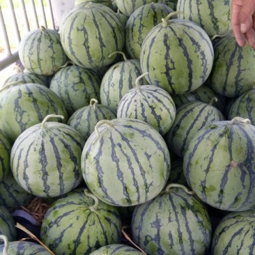 8424
