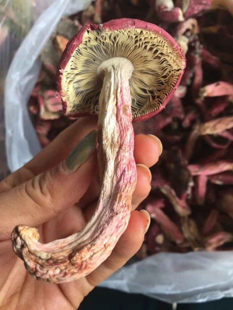 红菇