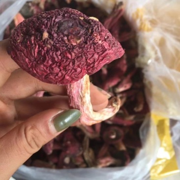 红菇