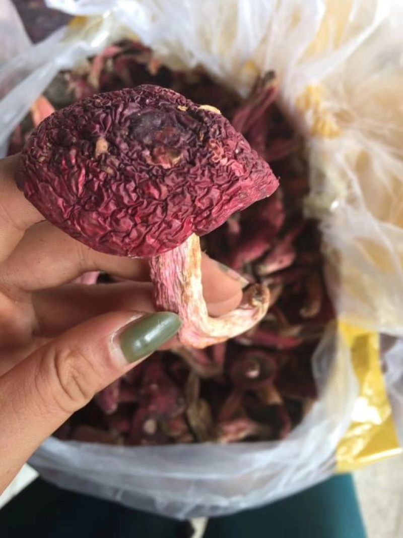 红菇