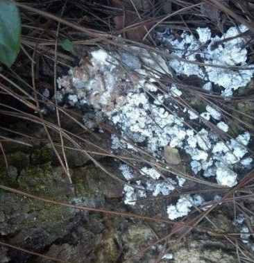 [松脂批发]松脂价格16.00元/公斤 一亩田