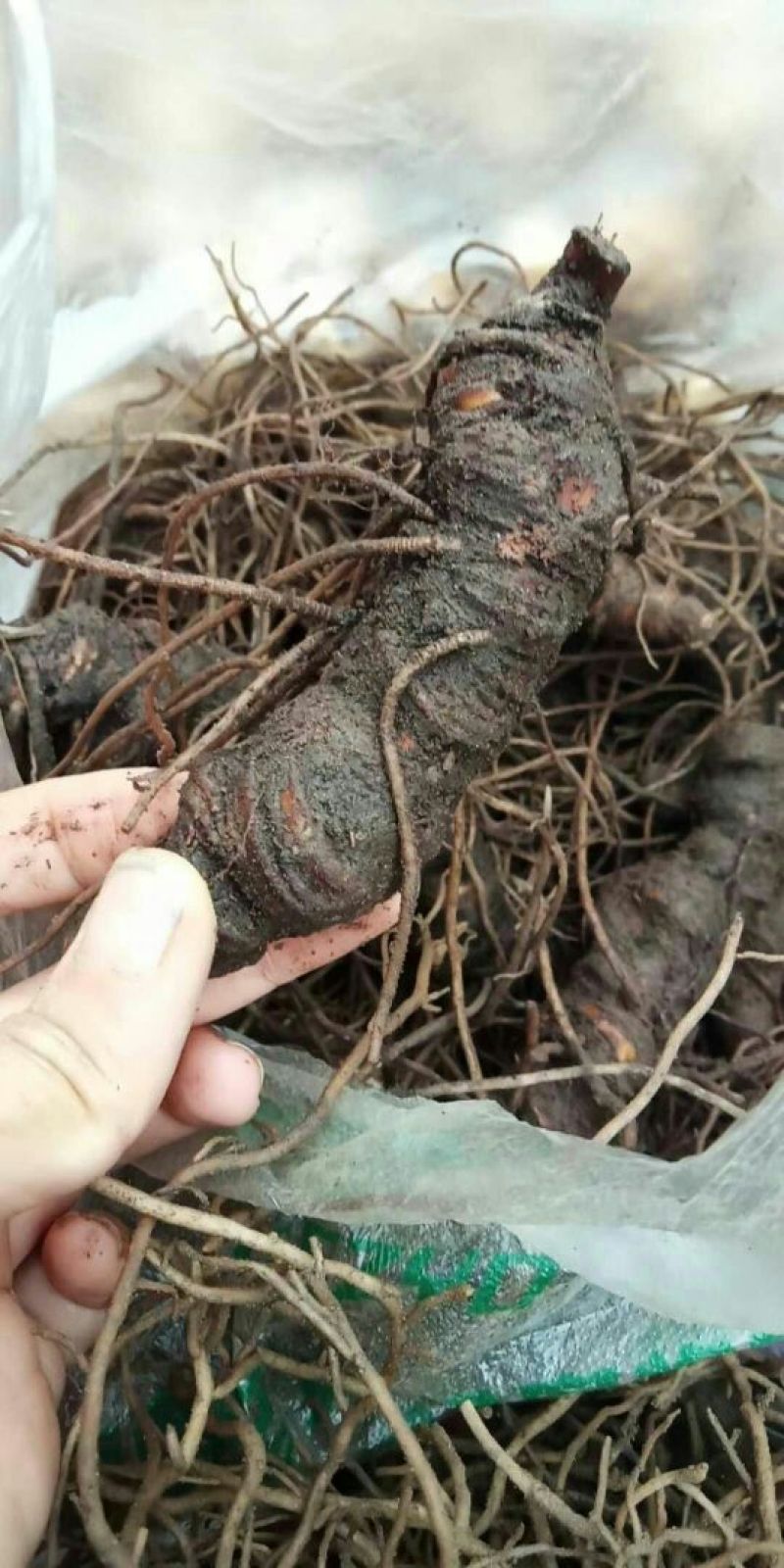 野生重楼