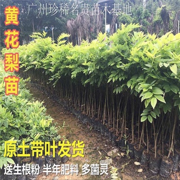 黄花梨树苗0.8~3cm50~80cm