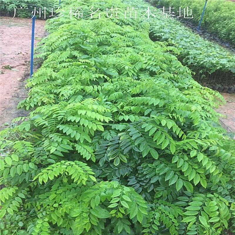 黄花梨树苗0.8~3cm50~80cm