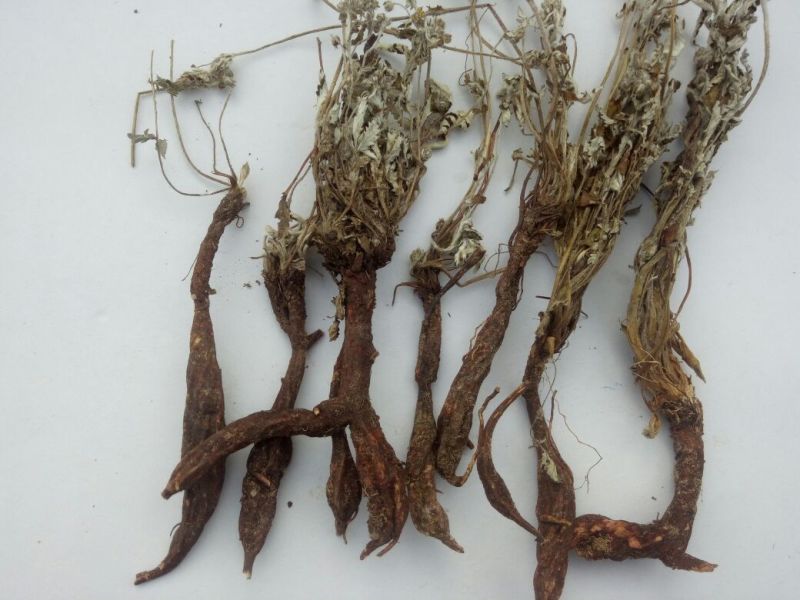翻白草野生中药材鸡爪参鸡爪棵河南伏牛山产地直销
