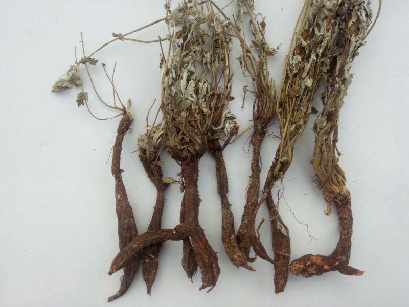翻白草野生中药材鸡爪参鸡爪棵河南伏牛山产地直销